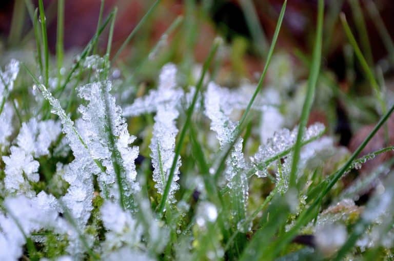 close up of frozen dew on grass