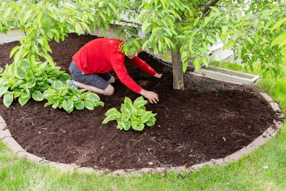 Male working in the garden kneeling in a flowerbed spreading the mulch around a tree trunk