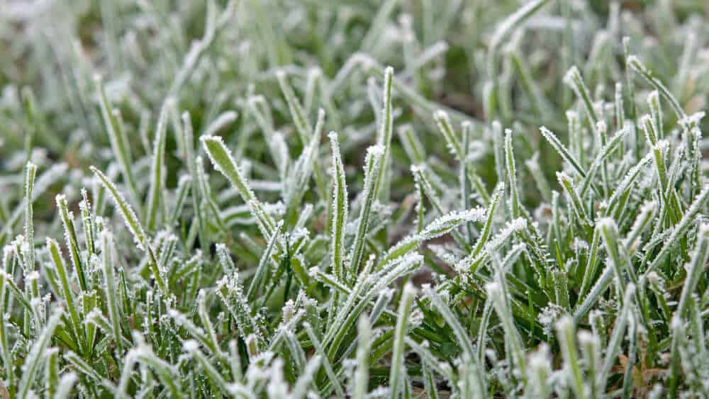 Frosty Grass - Winterizing Your Irrigation System