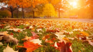 Fall and Winter - Your Lawn Needs Water