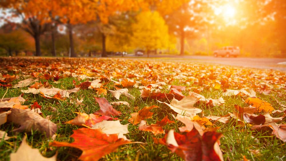 Fall and Winter - Your Lawn Needs Water