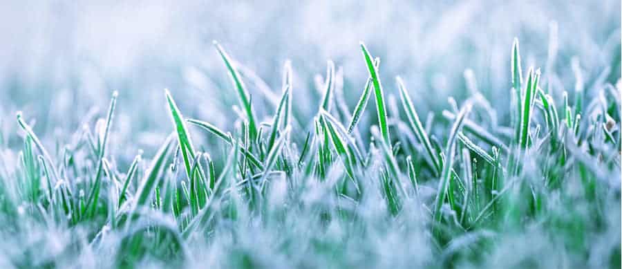 Does My Grass Need Water During Fall & Winter