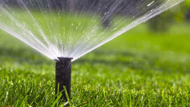 automatic sprinkler system watering the lawn on a background of Austin green grass