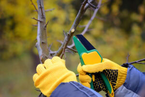 Why Winter is the Perfect Time for Tree Maintenance and Irrigation Adjustments